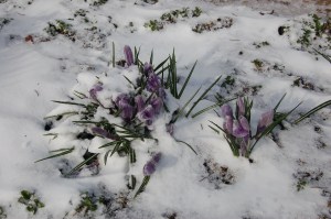 Frozen crocus by Bruce Stambaugh