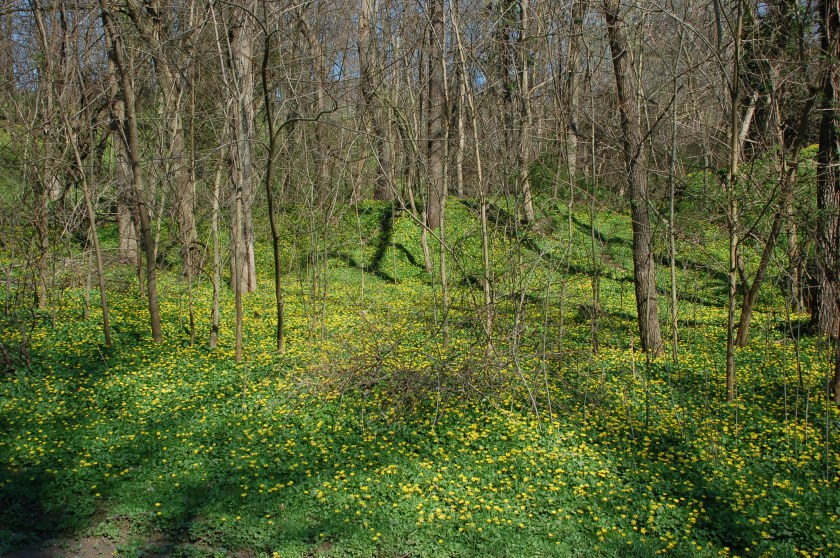 Dwarf dandelions by Bruce Stambaugh
