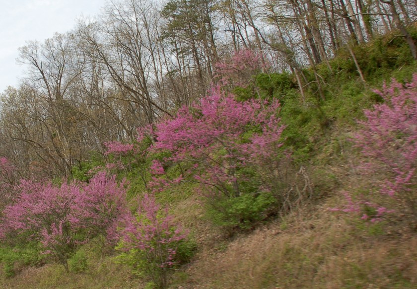 Redbuds by Bruce Stambaugh