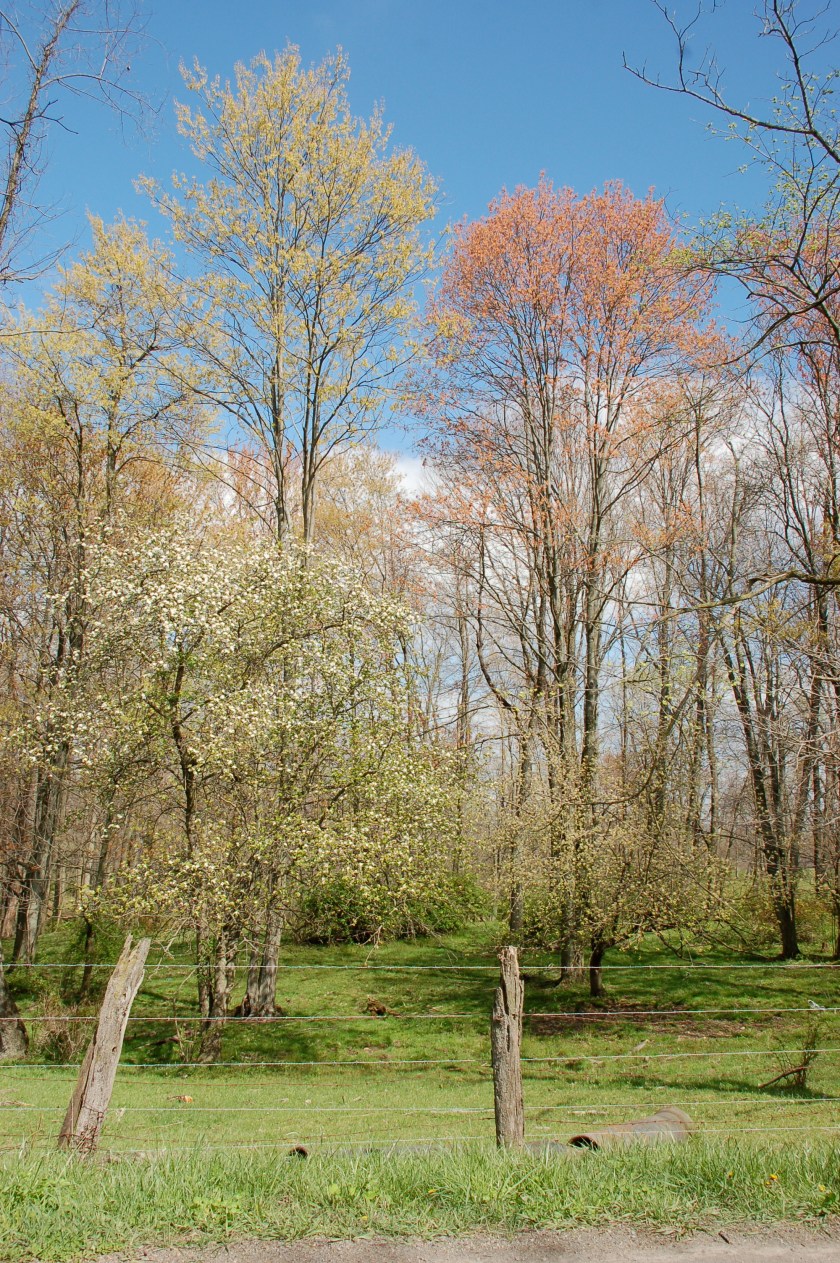 Budding trees by Bruce Stambaugh