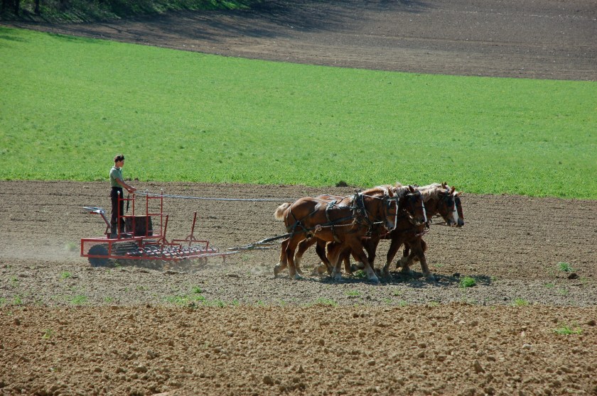 Workhorses by Bruce Stambaugh