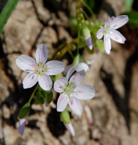 Spring Beauties by Bruce Stambaugh