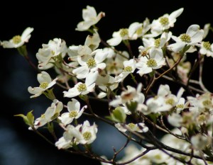 Dogwood blossoms by Bruce Stambaugh