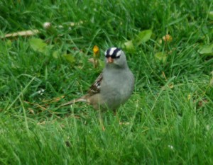 whitecrownedsparrowbybrucestambaugh White-crowned Sparrow by Bruce Stambaugh