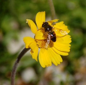 Bee and daisy by Bruce Stambaugh