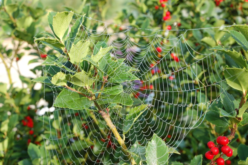 Dewy web by Bruce Stambaugh