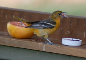 baltimoreoriolebybrucestambaugh Baltimore Oriole by Bruce Stambaugh