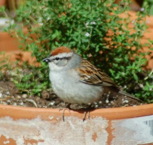 Chipping Sparrow by Bruce Stambaugh