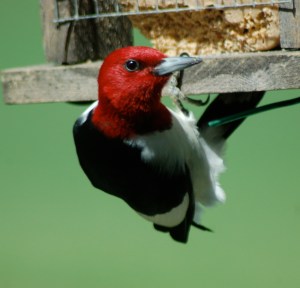 redheadedwoodpeckerbybrucestambugh Red-headed Woodpecker by Bruce Stambaugh