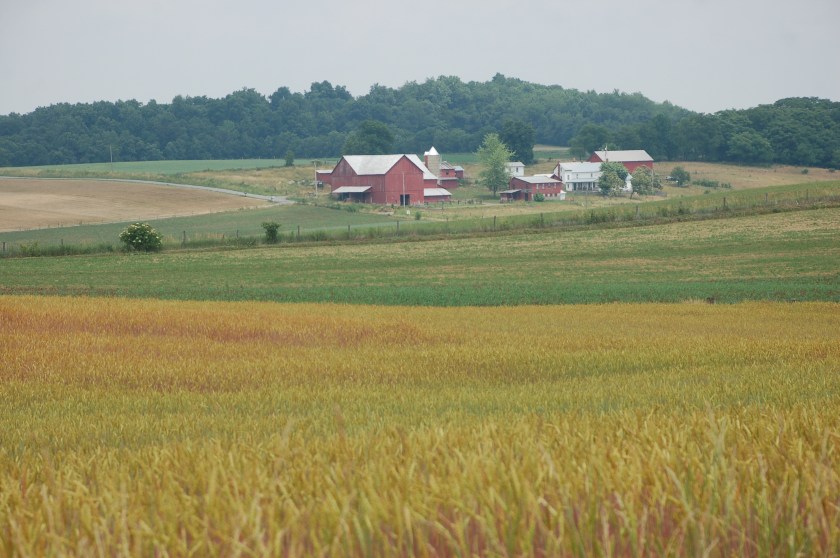 Amber waves of grain by Bruce Stambaugh