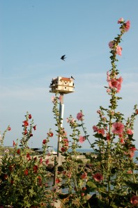 Hollyhocks by Bruce Stambaugh