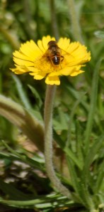 Bee on daisy by Bruce Stambaugh