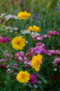 Wildflowers by Bruce Stambaugh