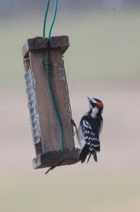 Downy by Bruce Stambaugh