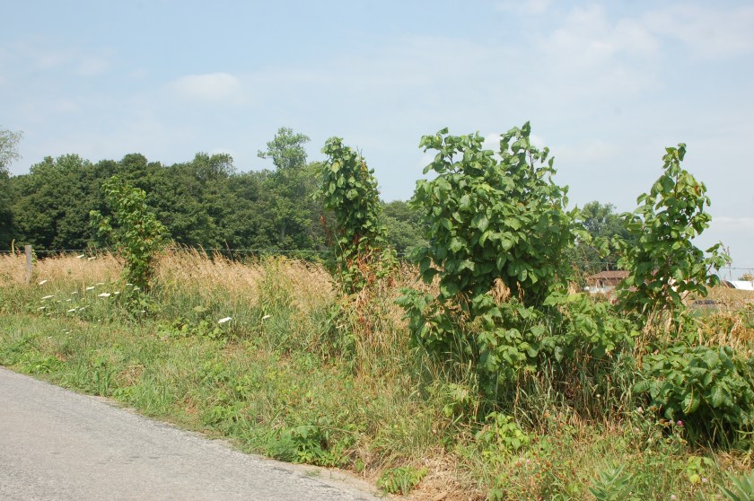 Poison ivy by Bruce Stambaugh