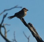 Song Sparrow by Bruce Stambaugh