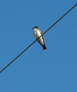Eastern Kingbird by Bruce Stambaugh