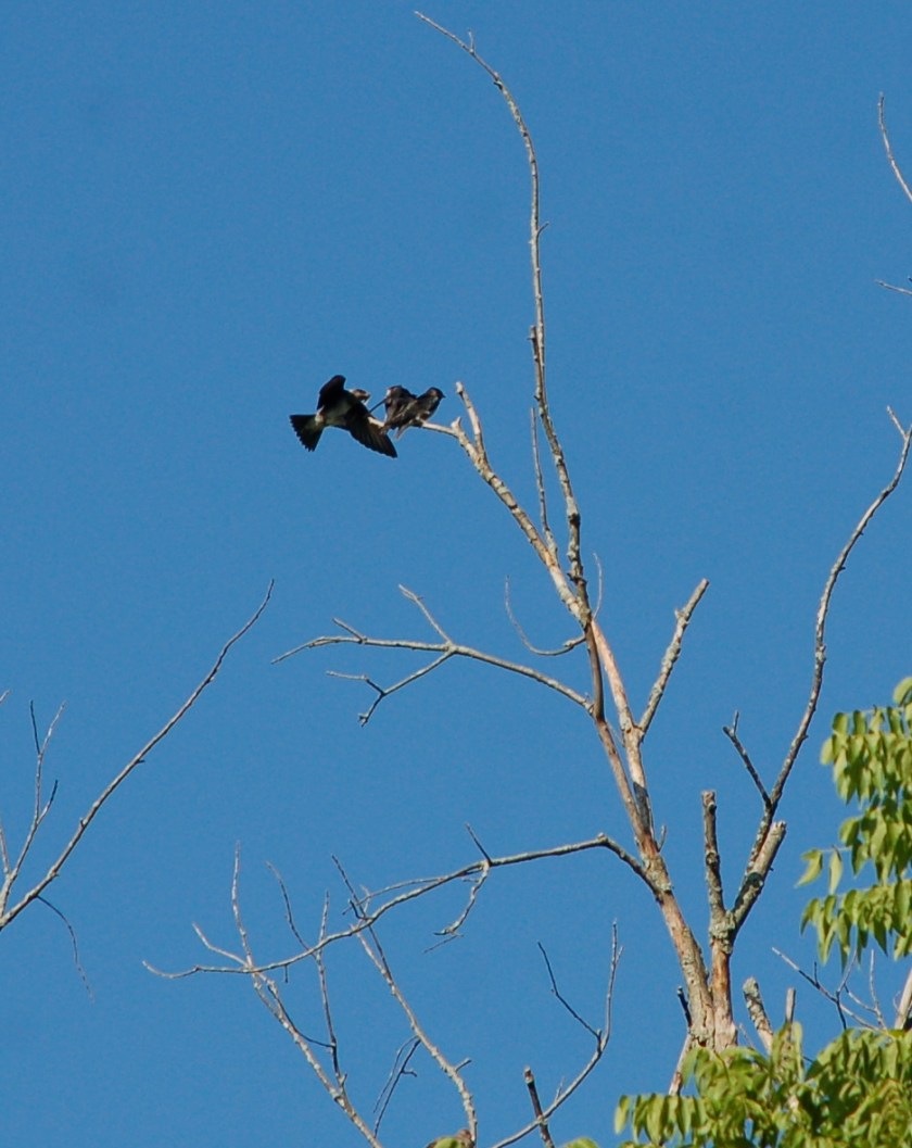 Purple Martins by Bruce Stambaugh