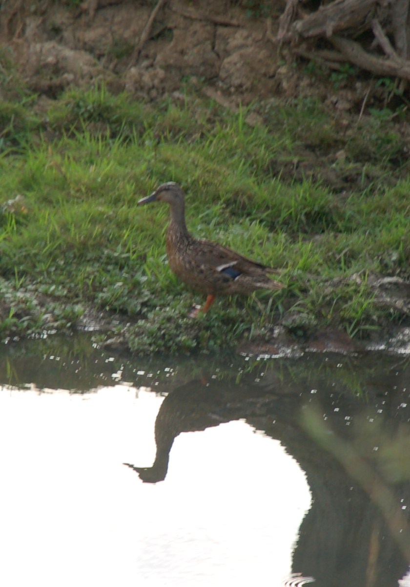 Female Mallard by Bruce Stambaugh