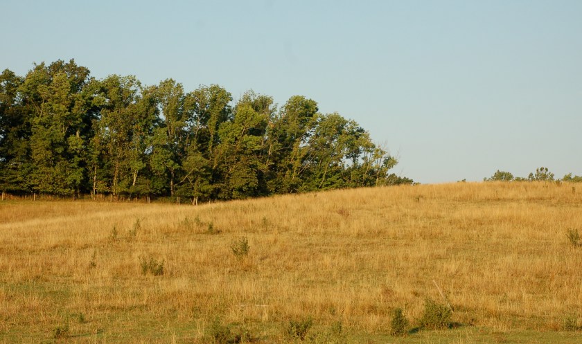 Ohio chaparral by Bruce Stambaugh