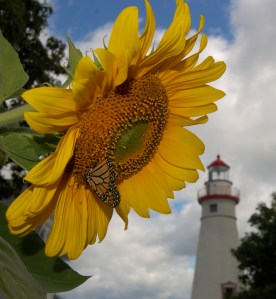 Sunflower at Marblehead Light House by Bruce Stambaugh