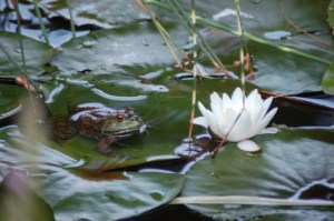 Frog and flower by Bruce Stambaugh