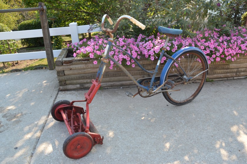 The donkey by Bruce Stambaugh