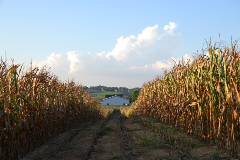 Field corn by Bruce Stambaugh