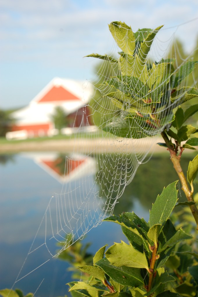 Dewy web by Bruce Stambaugh