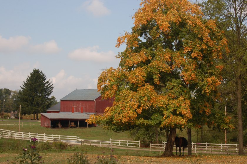 Tinted tree by Bruce Stambaugh