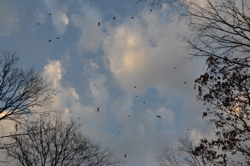 Kettle of vultures by Bruce Stambaugh