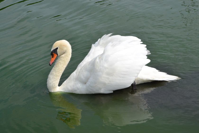 Mute Swan by Bruce Stambaugh