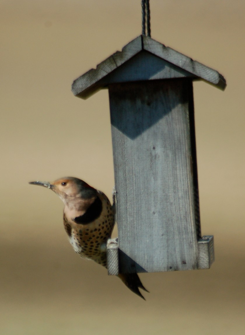 northernflickerbybrucestambaugh