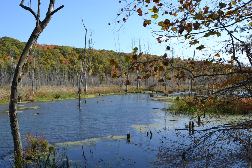 killbuckmarshbybrucestambaugh