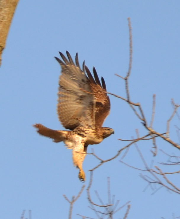 youngredtailedhawkbybrucestambaugh