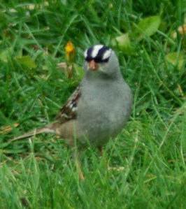 White-crowned sparrow by Bruce Stambaugh