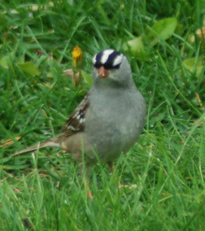 White-crowned sparrow by Bruce Stambaugh
