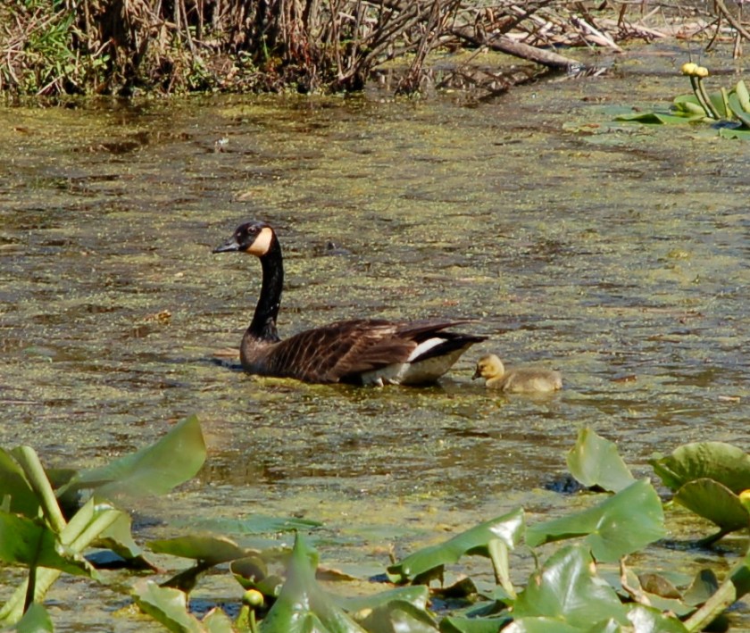 mothergooseandgoslingbybrucestambaugh