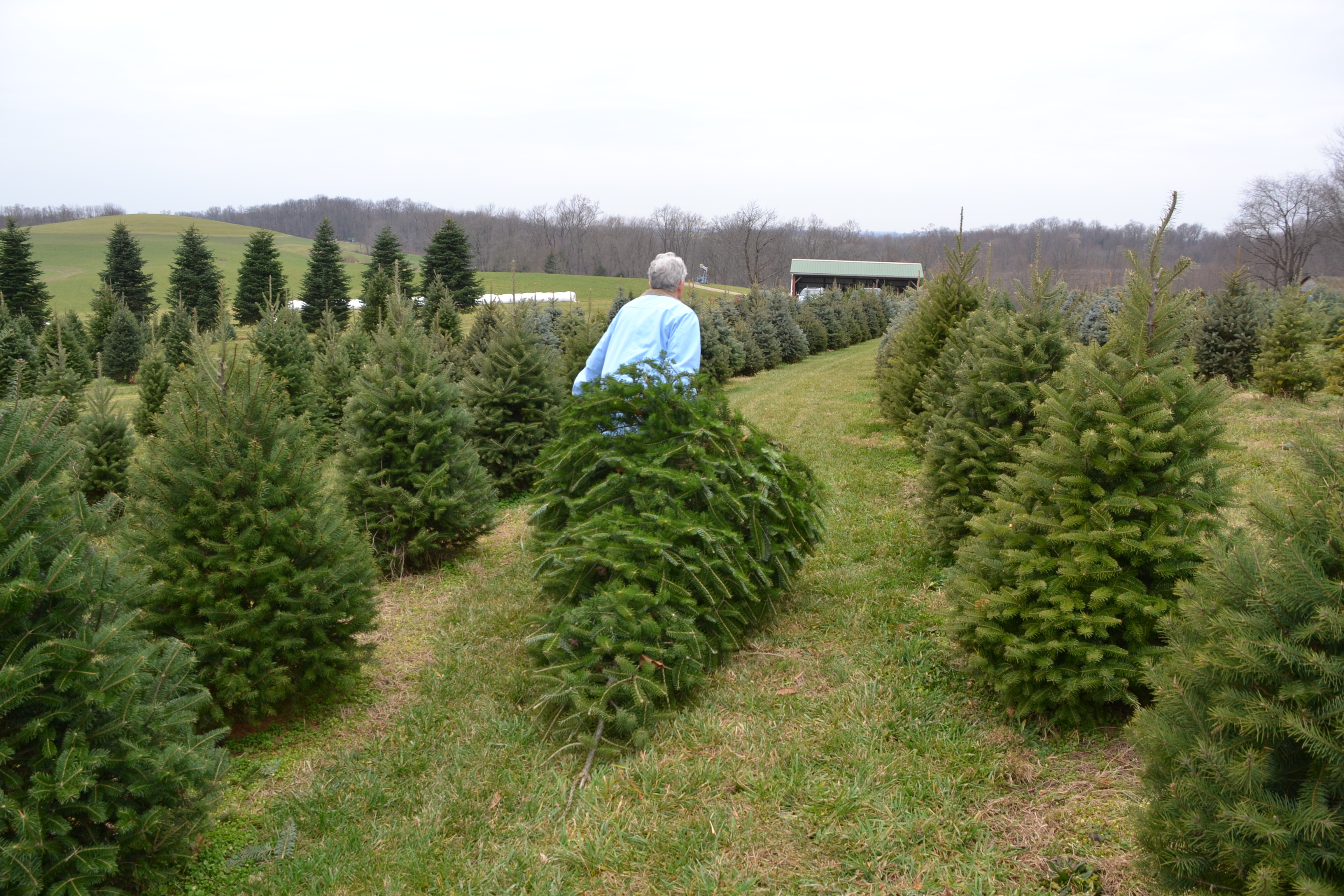 cuttingthechristmastreebybrucestambaugh