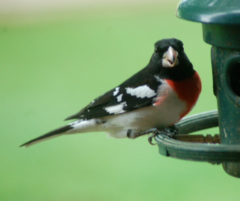 rosebreastedgrosbeakbybrucestambaugh