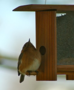 lookingupbybrucestambaugh