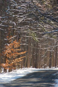 winterwoodsbybrucestambaugh