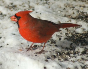 cardinalbybrucestambaugh