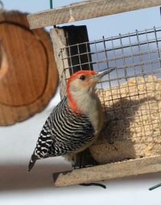 A male Red-bellied Woodpecker frequents the suet feeder. Photo by Bruce Stambaugh