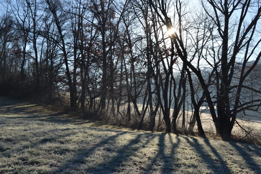 treelinebybrucestambaugh