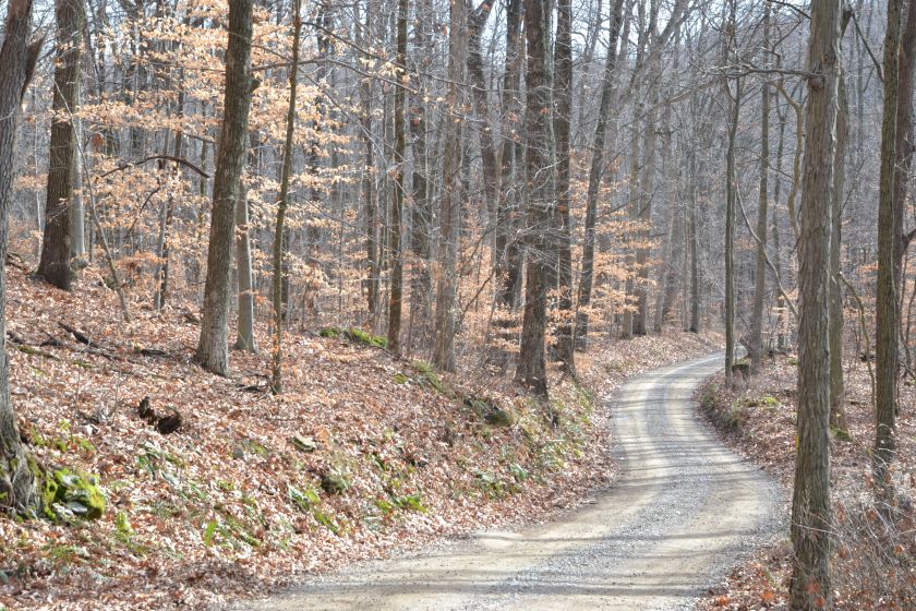 winterforestbybrucestambaugh