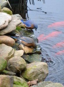 takingadrinkbybrucestambaugh