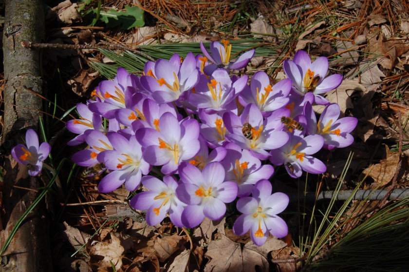 crocusesbybrucestambaugh