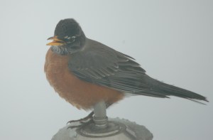 americanrobinbybrucestambaugh