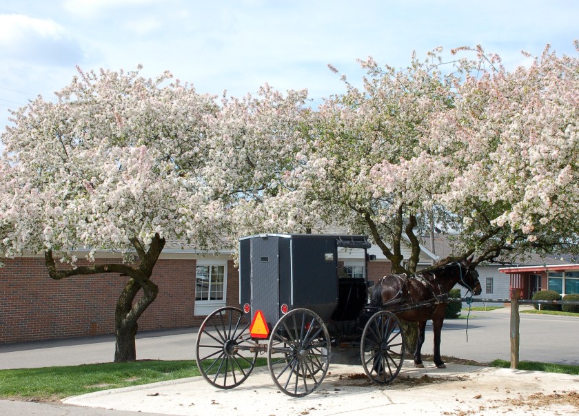 buggyandbloomsbybrucestambaugh